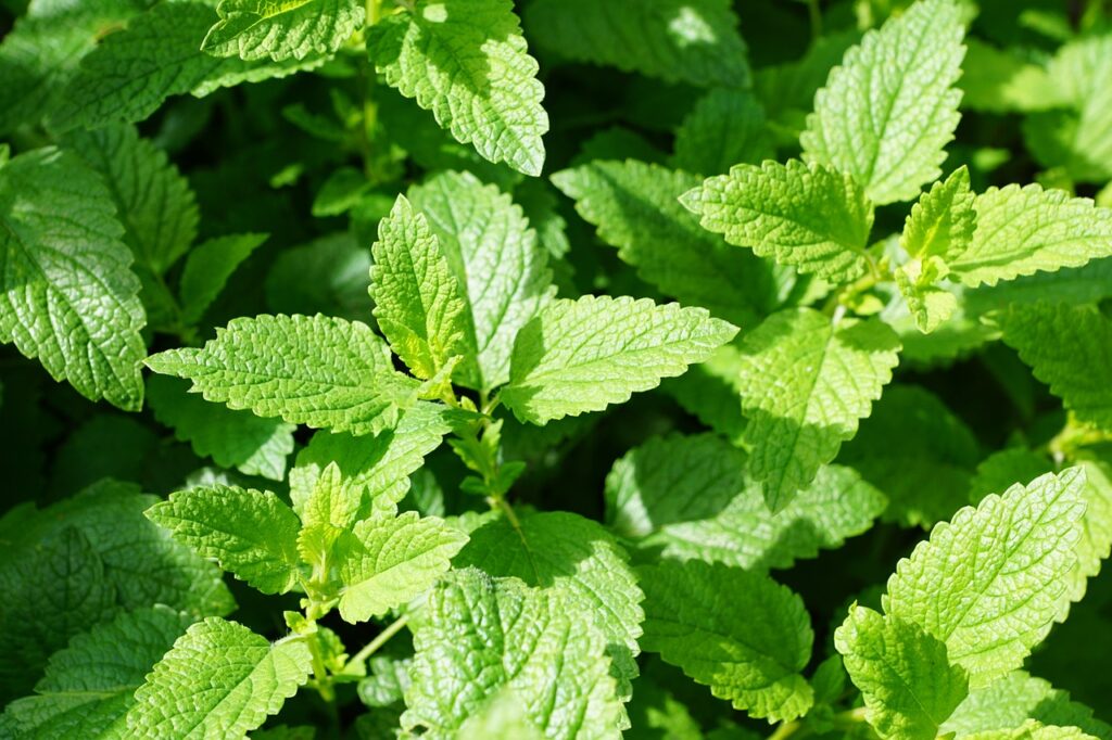 mint, green, culinary herbs-793078.jpg