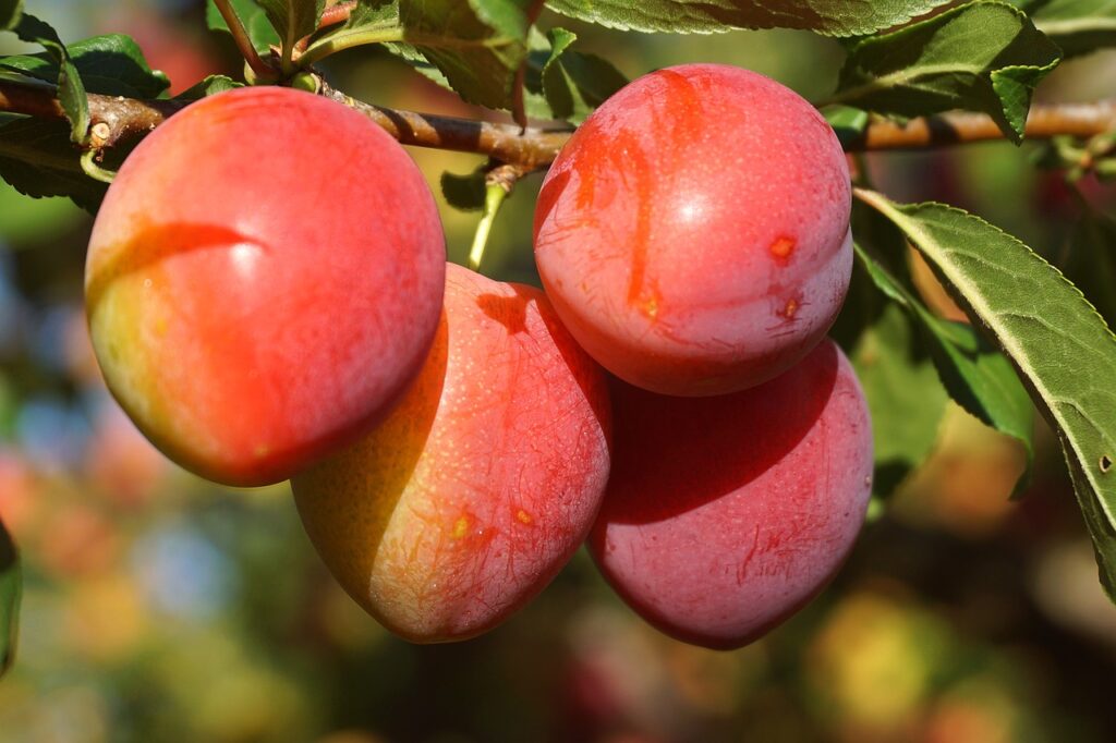mirabelle plums, plums, fruit-8196063.jpg