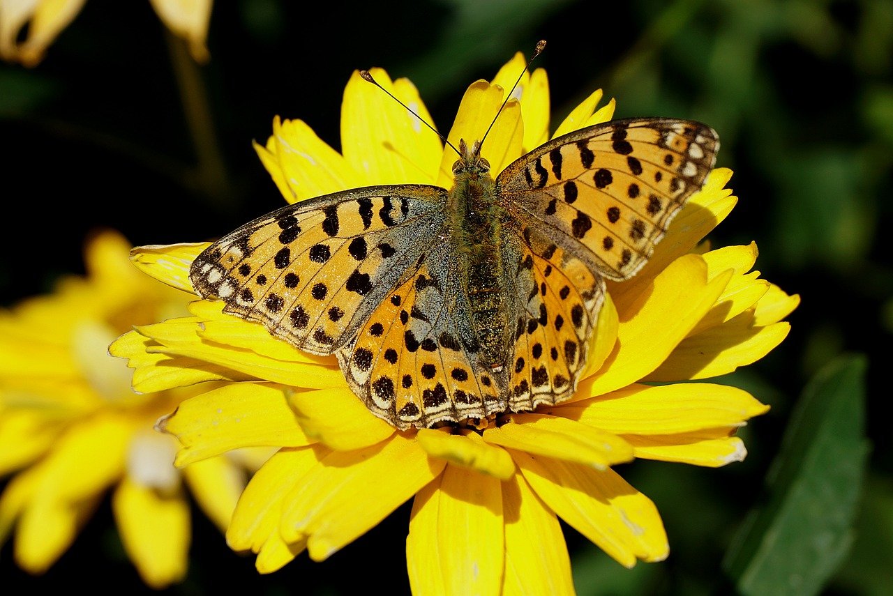 yellow butterfly, butterfly, insect-8626465.jpg